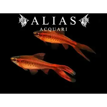 Barbus Titteya long fin