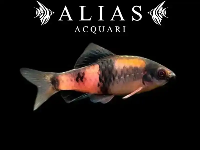 Barbus Melanampyx Panda