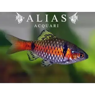 Barbus Odessa