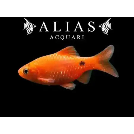Barbus conchonius Orange