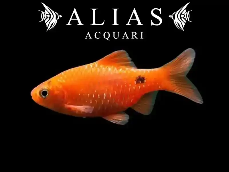 Barbus conchonius Orange