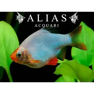 Barbus Tetrazona Platinum Green