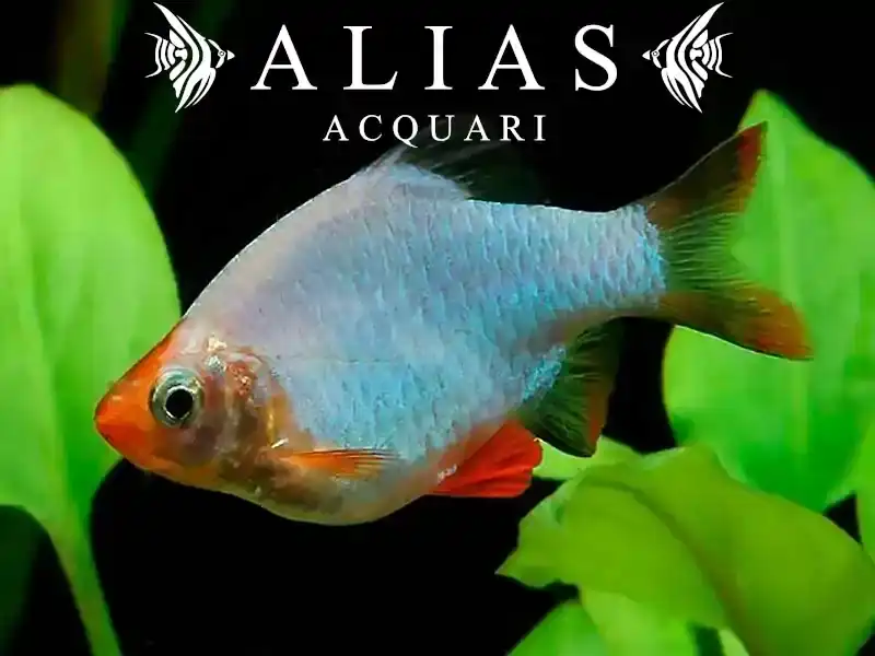 Barbus Tetrazona Platinum Green