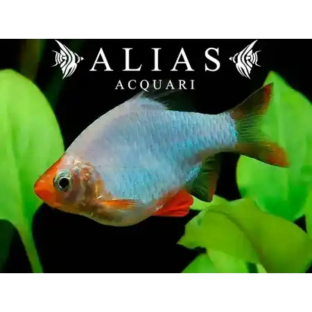 Barbus Tetrazona Platinum Green
