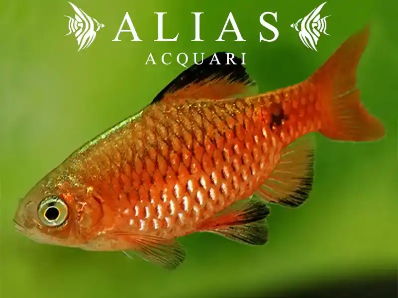 Barbus conchonius Red