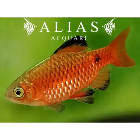 Barbus conchonius Red