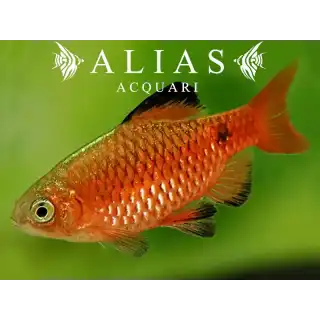Barbus conchonius Red