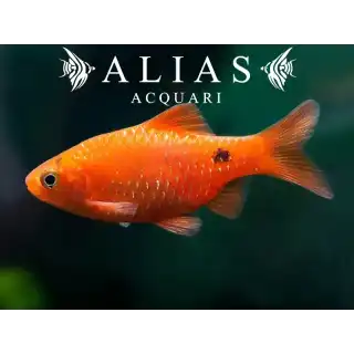 Barbus Conchonius