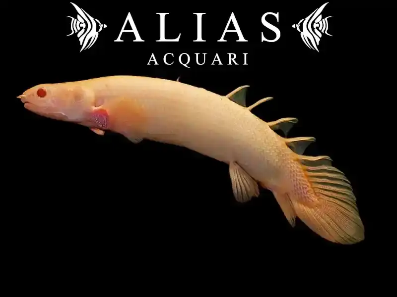 Polypterus senegalus albino