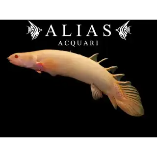 Polypterus senegalus albino
