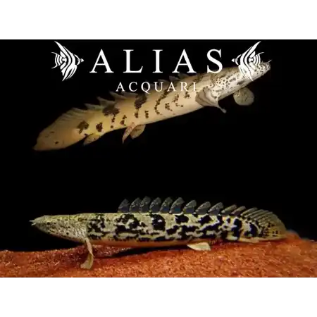 Polypterus Delhezi
