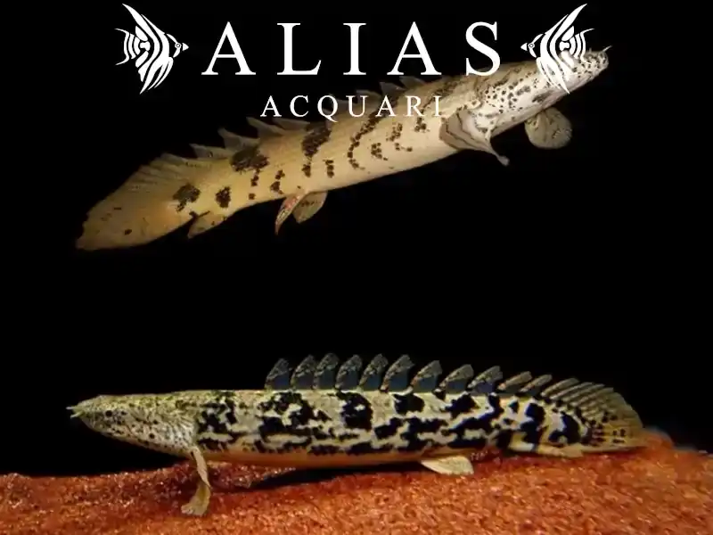 Polypterus Delhezi