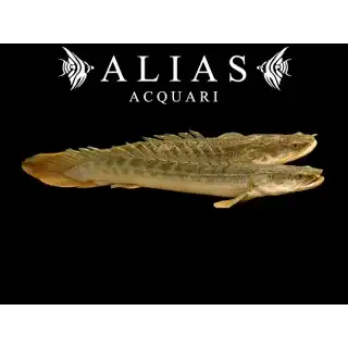 Polypterus Lapradei