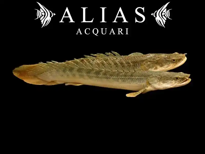 Polypterus Lapradei