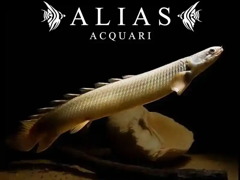 Polypterus senegalus