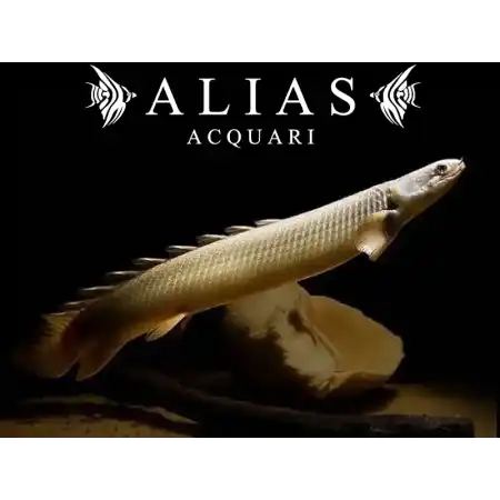 Polypterus senegalus