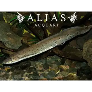 Protopterus Annectenss