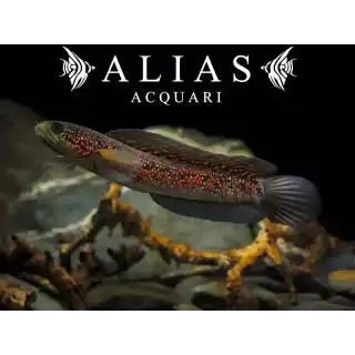 Channa Asiatica