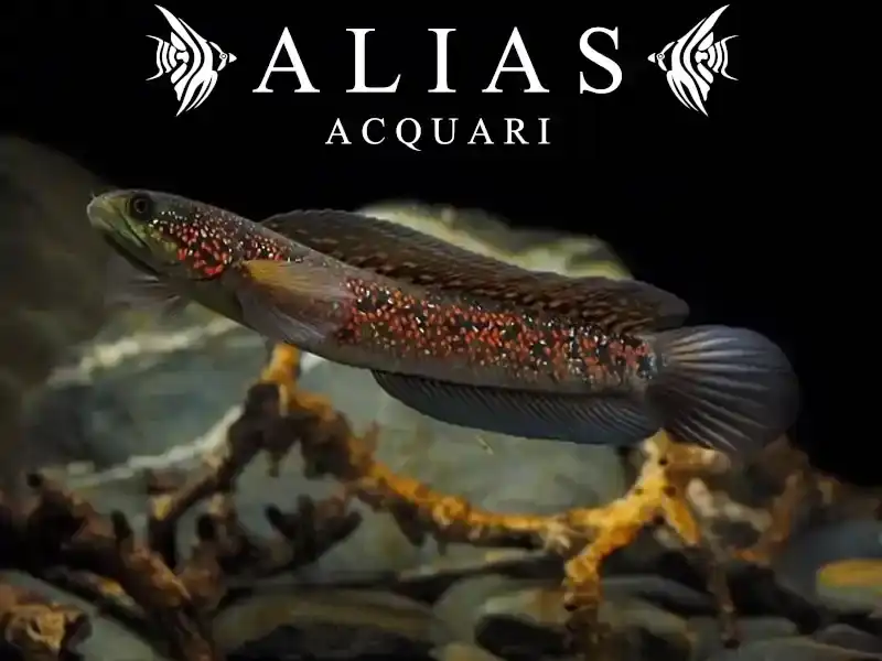 Channa Asiatica