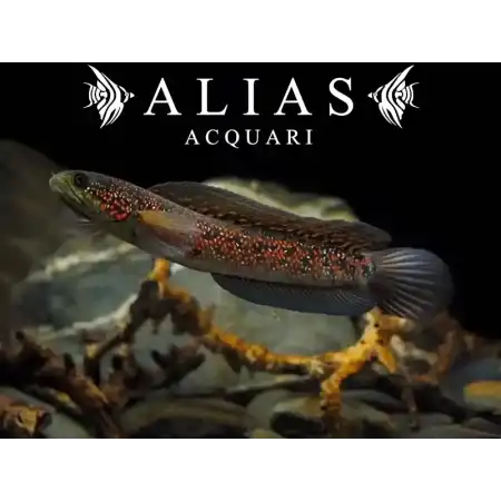 Channa Asiatica