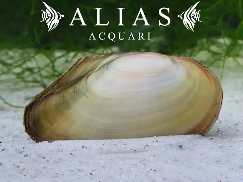 Anodonta anatina