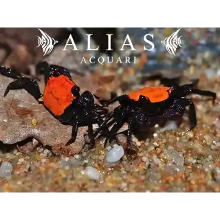 Geosesarma sp. Vampire black