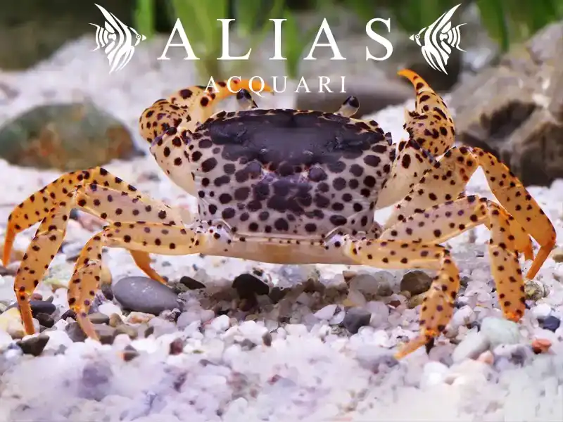 Parathelphusa pantherina