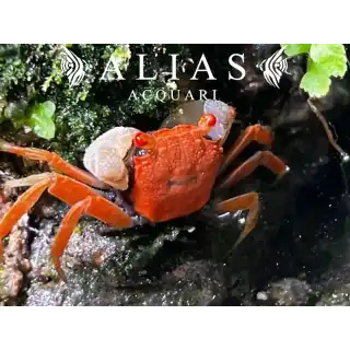 Geosesarma sp. Red Carnaval
