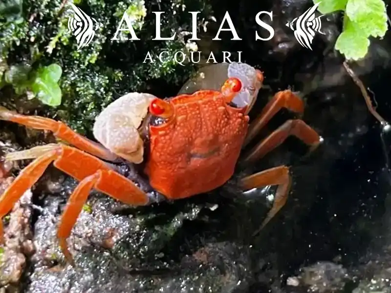 Geosesarma sp. Red Carnaval