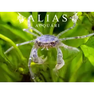 Limnopilos naiyanetri
