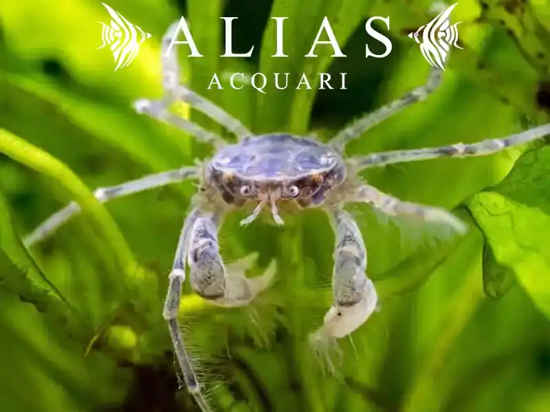 Limnopilos naiyanetri