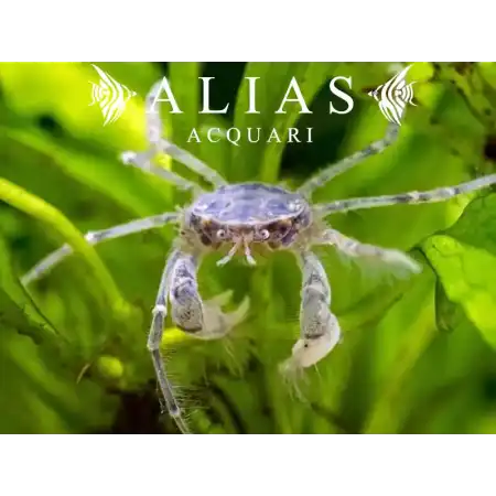 Limnopilos naiyanetri