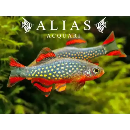 Microrasbora sp. Galaxy