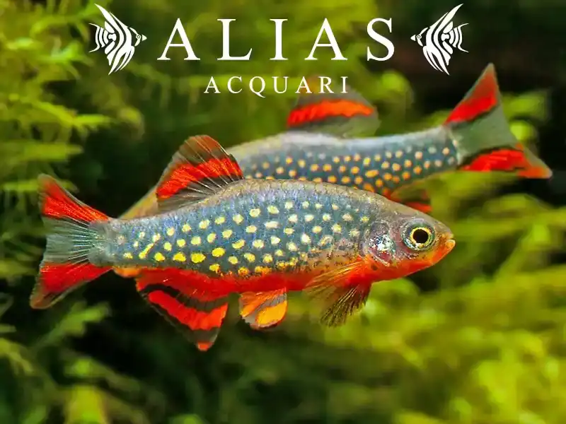 Microrasbora sp. Galaxy