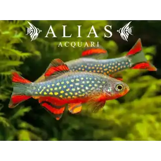 Microrasbora sp. Galaxy