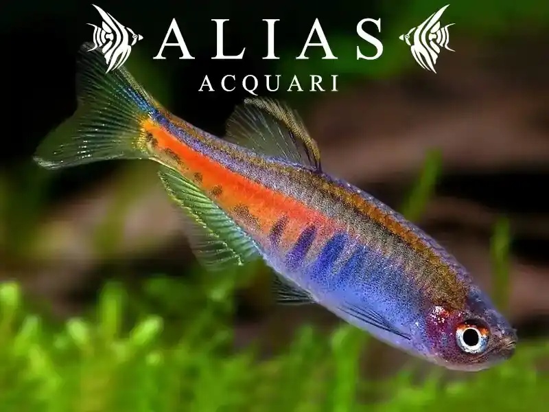 Danio Choprae