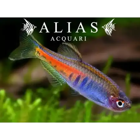 Danio Choprae