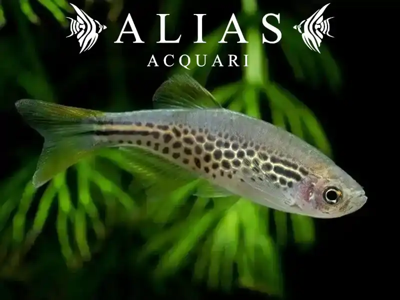 Brachydanio Frankei