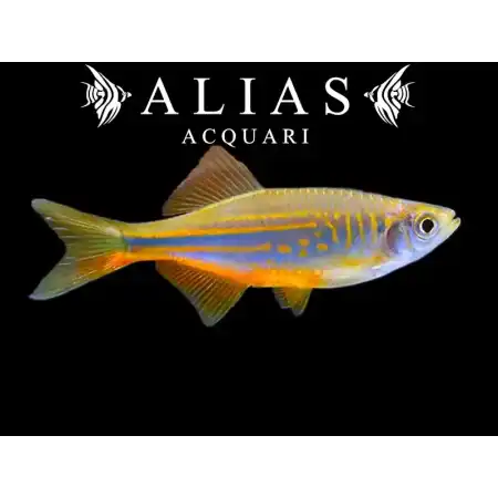 Danio Malabaricus Orange