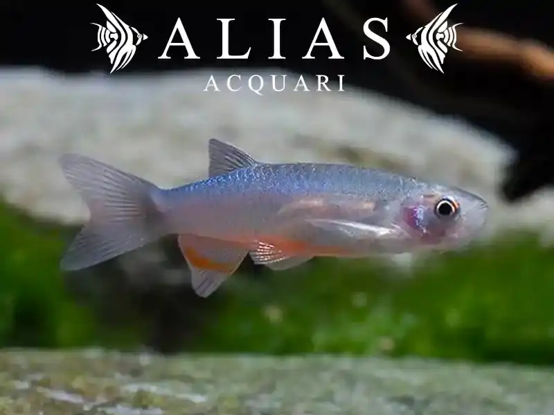 Danio roseus