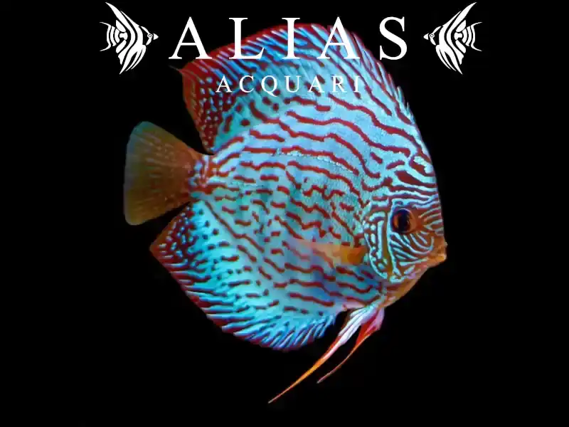 Discus Blue Turquoise