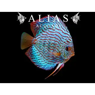 Discus Blue Turquoise