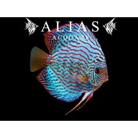 Discus Blue Turquoise