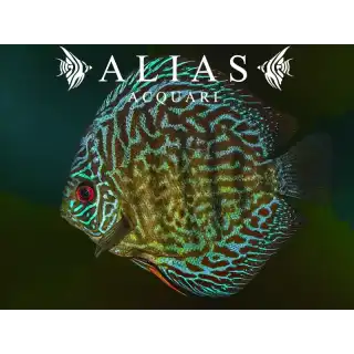 Discus Brilliant Turquoise
