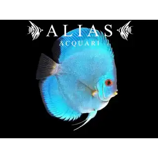 Discus Cobalt