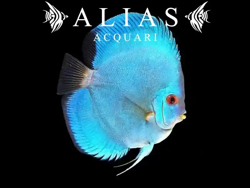 Discus Cobalt