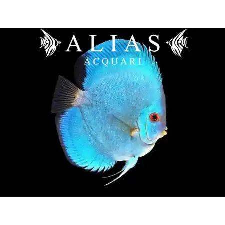 Discus Cobalt