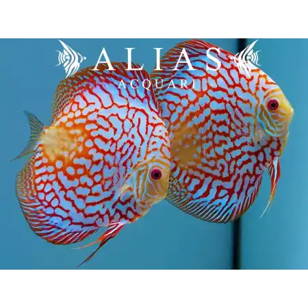 Discus Pigeon Checkerboard