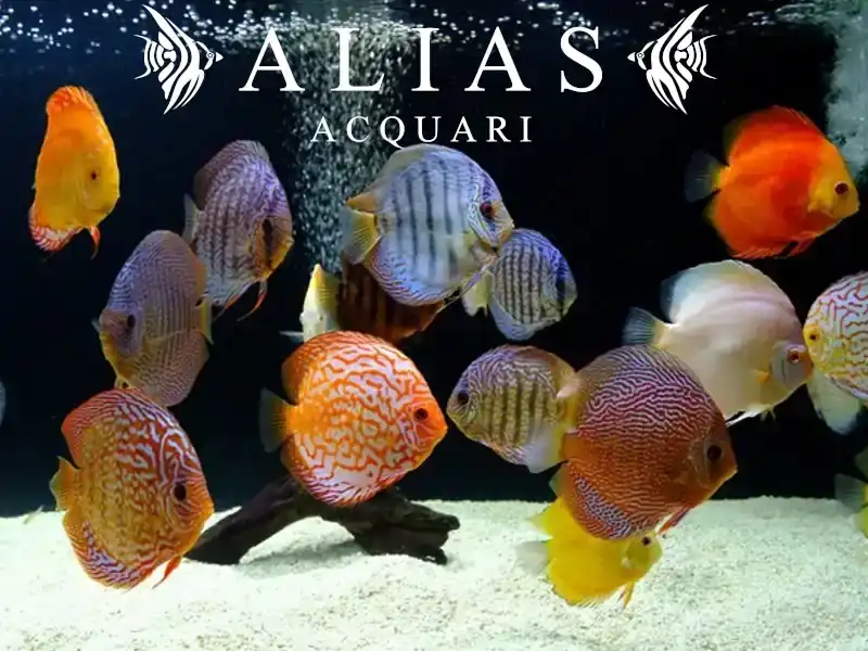 Discus Mix