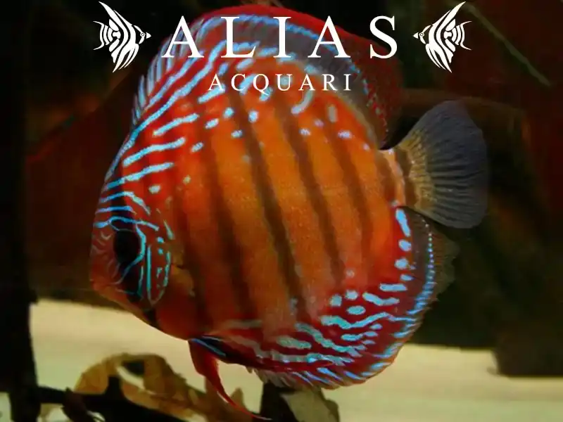 Discus Red Alenqer